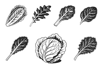Leafy Greens: set of Spinach Kale Lettuce Cabbage Swiss Chard Arugula Collard Greens illustration