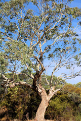 South Australian Blue Gum (Eucalyptus leucoxylon ssp pruinosa), South Australia