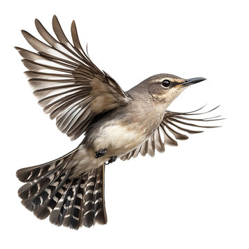 Extreme side view of a perfectly beautiful hyperrealistic single mockingbird bird flying mid air isolated on a white transparent background