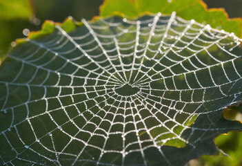 Obraz premium spider web with dew drops