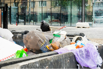 hungry jackdaw looking for food in garbage bins in the city. Environmental protection. Garbage...