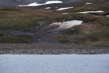 Photographing Salisbury Plain, South Georgia