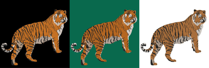 Set of tigers on white, black and green background. Isolated object, vector illustration