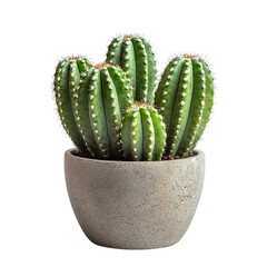 Front view of a Totem Pole Cactus in a pot isolated on a white transparent background