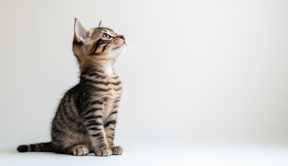 Fototapeta premium Adorable Gray Tabby Kitten Sitting on White Background