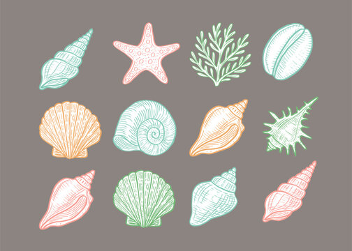 Vector set of colorful hand drawn seashells and starfish on grey background. Marine collection with coral and ocean elements in soft pastel tones. Decorative beach design clipart. 