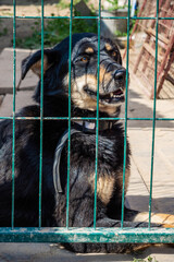 Dog in animal shelter. Homeless sad dog in a cage.