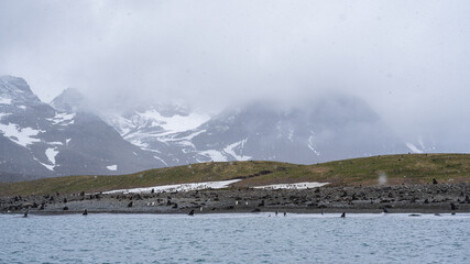 Photographing Salisbury Plain, South Georgia