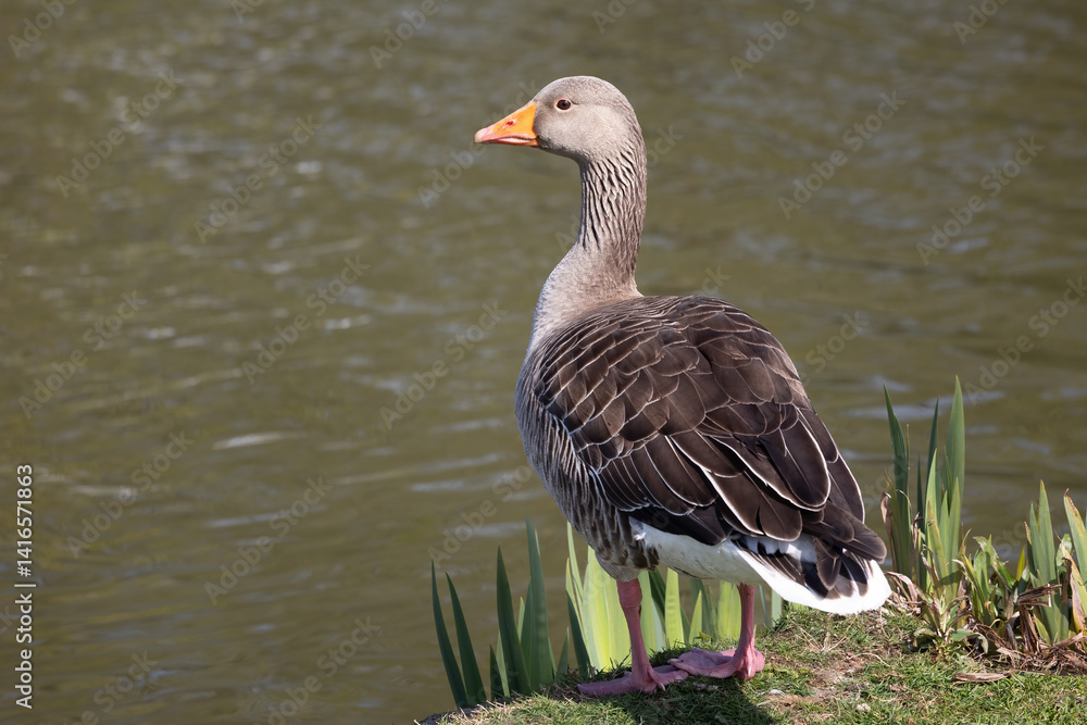 Poster A greylag goose portrait. The bird is standing at the waters edge looking over the lake. This close up image has space for text copy around the bird