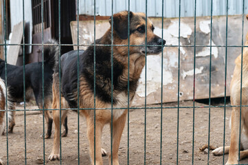 Dog in animal shelter. Homeless sad dog in a cage.