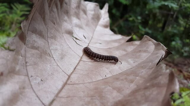 Epanerchodus is a genus of millipedes belonging to the family Polydesmidae within the order Polydesmida. Found in Japan, China, Korea, Afghanistan, Pakistan, Tajikistan, and Uzbekistan.