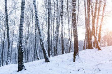 Birch grove after a snowfall on a winter. Sunlight breaking through the branches.