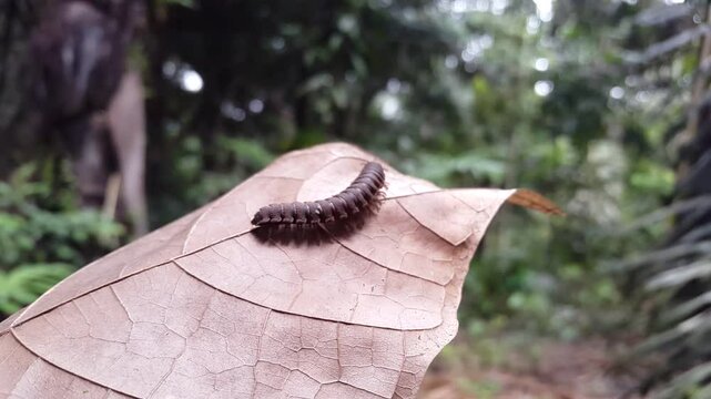 Epanerchodus, Coromus vittatus vittatus, Spirostreptus giganteus, Myriapoda, Centipedes, Millipedes, Diplopoda, Polydesmida. Documentary film in tropical rainforest. World Environment Day June 5th.