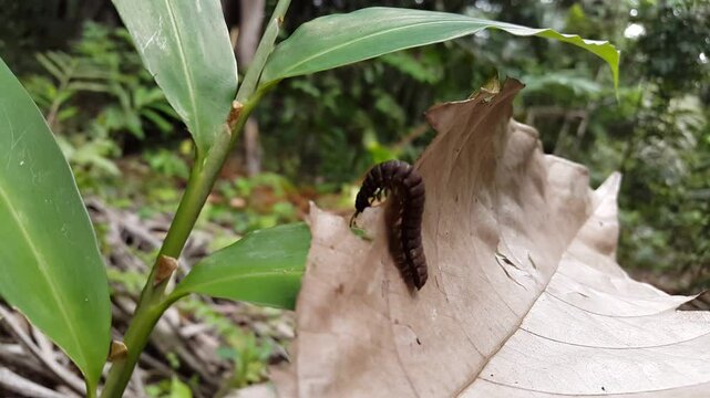 Aesthetic 4k footage of Polydesmida (Epanerchodus, Coromus vittatus vittatus) on brown leaves. Perfect for a documentary on tropical rainforests and World Environment Day on June 5th.