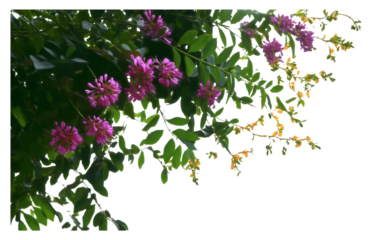 Beautifully detailed flowering green plants in the foreground, showcasing realistic colors and textures  nature design, green grass, spring flowers, vibrant meadow, blooming grass, floral vector