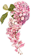 Obraz premium Hydrangea hortensia flower isolated on white