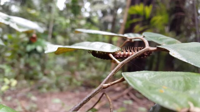 4k view of Genus Epanerchodus walking on a plant stem. Perfect for documentaries in tropical rainforests and World Wildlife Conservation Day on December 4th. Polydesmida) Epanerchodus, Myriapoda
