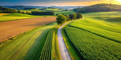 Fototapeta premium Aerial view of a lush corn field stretching along a country road in a vibrant summer landscape, rolling hills, nature scene