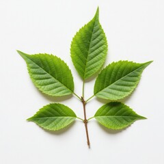 Obraz premium Close up of a green leaf branch with five leaves on a white background in bright studio lighting