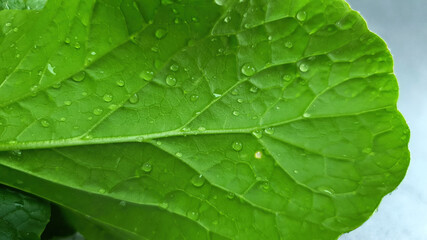Close up details of Homegrown vegetable, Cantonese Kale or Chinese Kale or other name Choy Sum, Choi sum, green leaf plant, organic veggie concept