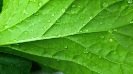 Close up details of Homegrown vegetable, Cantonese Kale or Chinese Kale or other name Choy Sum, Choi sum, green leaf plant, organic veggie concept