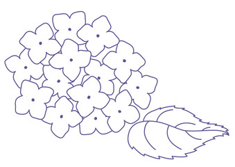 紫陽花の線画