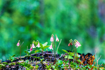 Beautiful Linnaea flowers on the forest floor