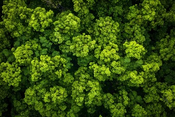 Fototapeta premium Aerial View of Lush Forest Canopy: A stunning high-angle, drone shot reveals a vibrant, dense forest canopy, showcasing the rich tapestry of green leaves and the intricate network of branches.