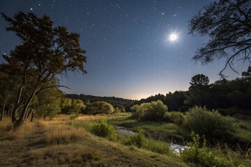 Mystical Night in Nature Forest Scene