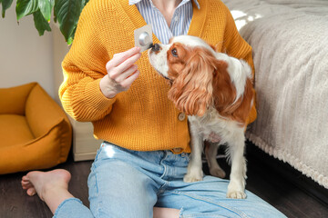 The owner offers a blister pack of veterinary pills to her dog at home. Treatment of dogs from fleas and ticks.