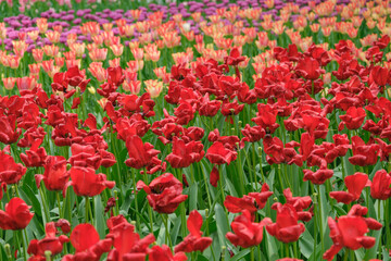 春・季節の背景　咲いたカラフルなチューリップの花畑