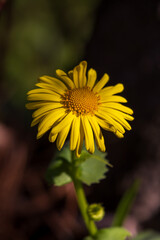 Close-up photos of various forest spring flowers in bloom, showcasing delicate petals, natural colors, and seasonal woodland details