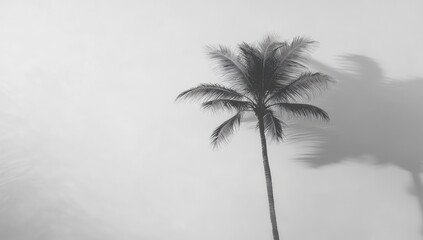 Obraz premium Lone palm tree silhouetted against a bright, hazy sky