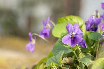 Purple garden violet (Viola odorata) Space for your text.