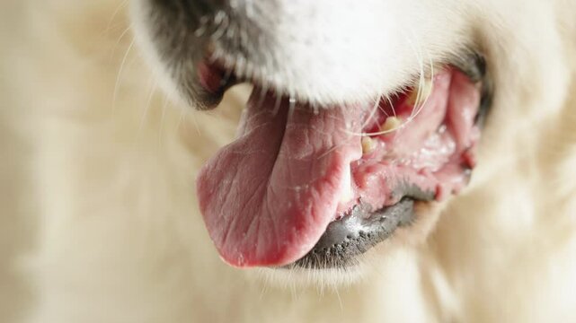 Close up view of muzzle of Labrador dog. Dog Mouth Tongue Close-up Portrait: A close-up shot of a dog's mouth with its tongue sticking out. Tired Thirsty Golden Retriever Dog Breathing with Open Mouth