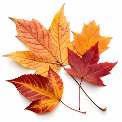 Fototapeta premium Dried Leaves in Autumn Colors, Capturing the Essence of Nature,