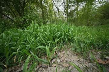 Wide angle closeup on an bunch of Reed canary grass or gardener's-garters, Phalaris arundinacea