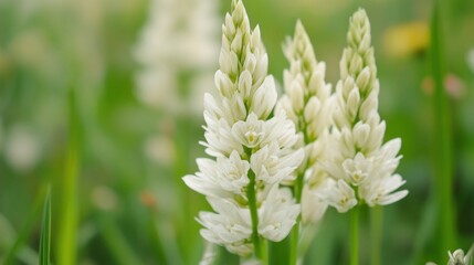 a serene macro view of three elegant white spires of fragrant flowers gently rising against a soft green backdrop evoking a sense of delicate natural beauty