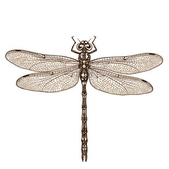 Intricate dragonfly illustration with detailed wings on white background  