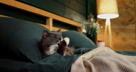 Beautiful grey cat with white chest fur resting comfortably on a green bed, enjoying the warm ambiance of room with soft lighting and wooden shelf in the background. Cozy place to relax, pets concept