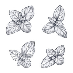 Hand-drawn sketch of Holy Basil (Tulsi) in a detailed and elegant line art style. Perfect for herbal, wellness, and nature-themed designs, labels, packaging, and botanical projects. Generative AI