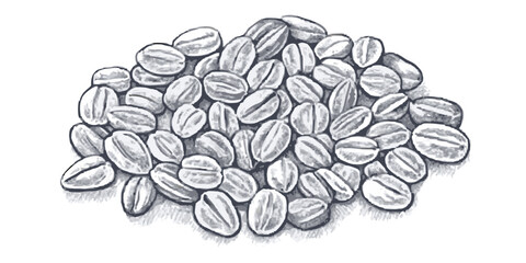 Detailed hand-drawn sketch of oats in a delicate line art style. Ideal for botanical designs, natural products, wellness packaging, labels, and nature-inspired projects. Generative AI