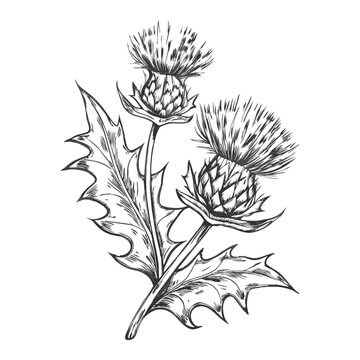 Hand-drawn sketch of milk thistle in intricate line art. Perfect for botanical illustrations, herbal products, wellness packaging, labels, and nature-themed designs. Generative AI