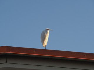 white egret heron scient. class. Egretta bird animal