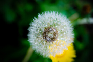 Taraxacum officinale, the dandelion or common dandelion with ripe seeds. Dandelion clock.