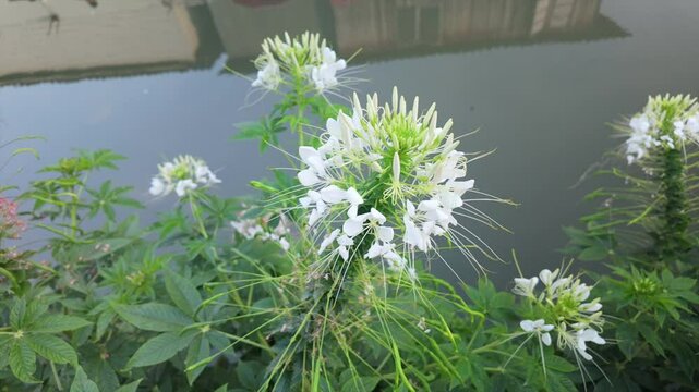 white flower along a cannel