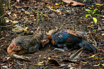 Red Junglefowl - Gallus gallus, beautiful colored ground bird from the forests of South and Southeast Asian, Singapore.