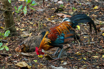 Red Junglefowl - Gallus gallus, beautiful colored ground bird from the forests of South and Southeast Asian, Singapore.