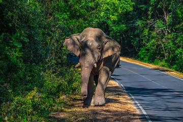 Fototapeta premium Elephants are large mammals and are the largest land animals. Wild elephants eat plants. They are big, have a small head, big legs, and have a trunk that reaches to the ground. That trunk is the nose.