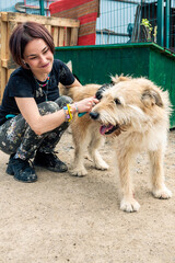 Dog in the shelter. Animal shelter volunteer takes care of dogs.